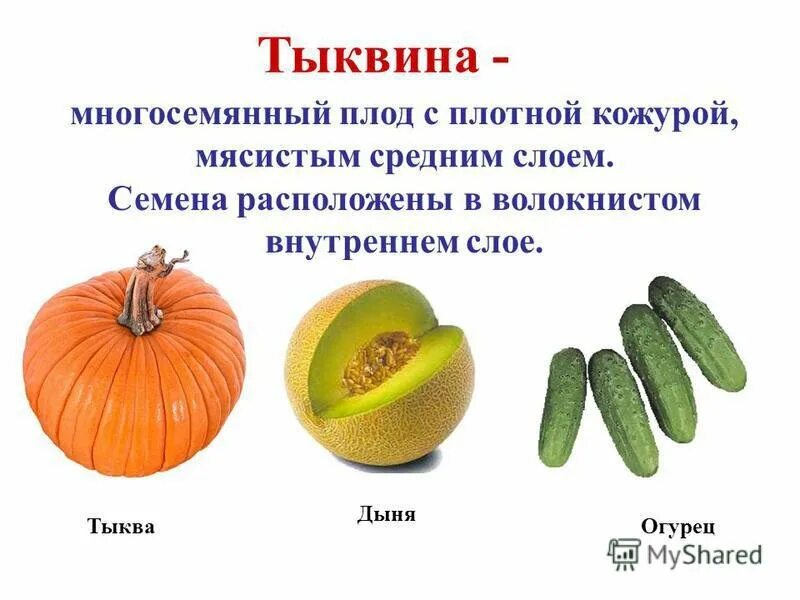Тыквина это ягода. Тыквина это ягода