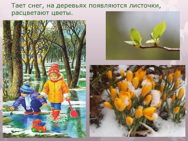 Каждое утро на дереве образуется 13 маленьких