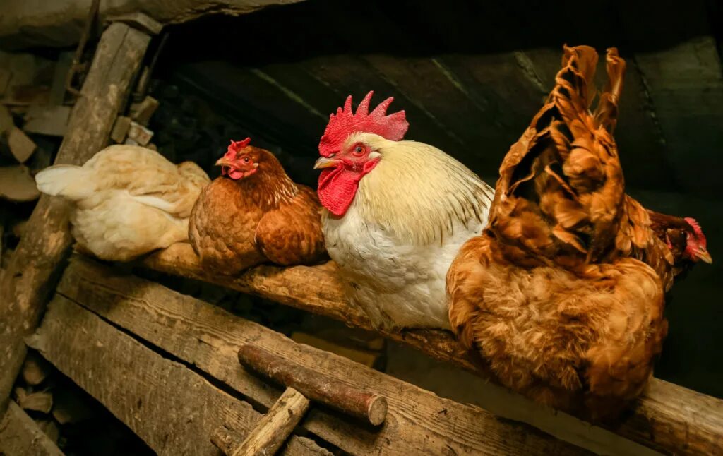 Вышла курочка гулять. Потешка про курочку. Выход курочки. Вышла курочка. Вышла курочка гулять свежей.