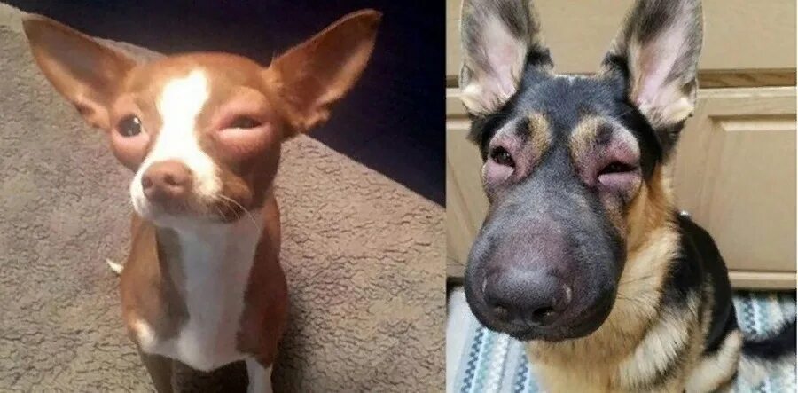 Таксу укусила пчела. Собаку ужалила пчела. Собака которую ужалили. Животные покусанные пчелами. Собака которую ужалили.