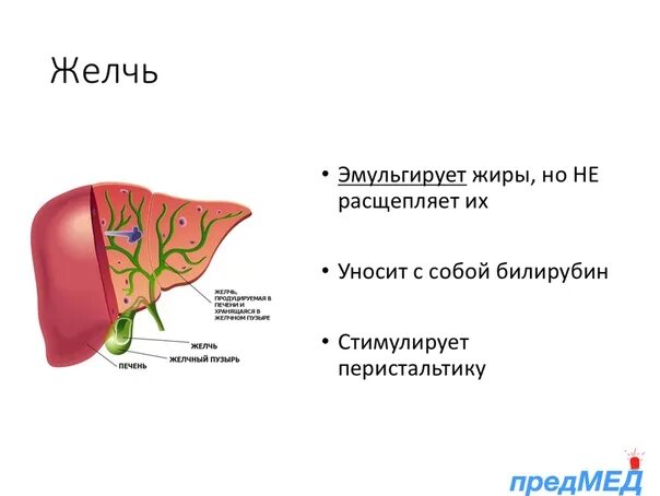Желчь бывает