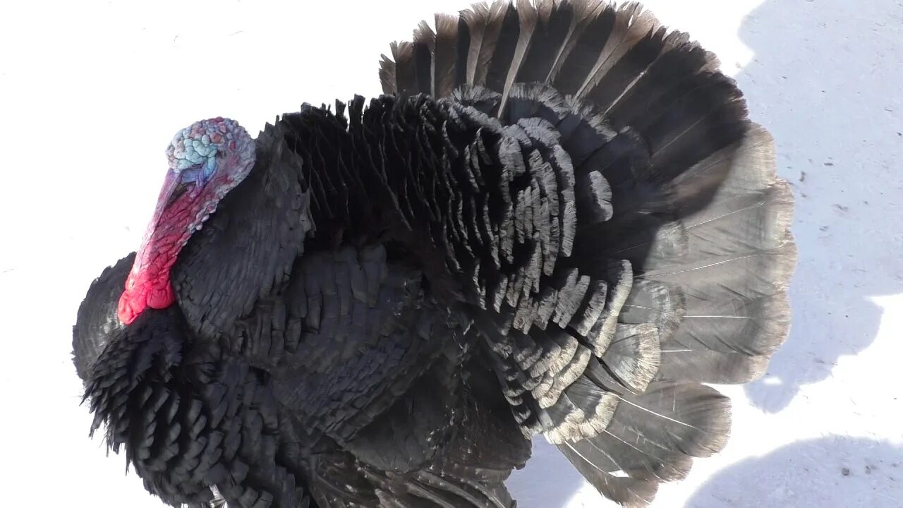 Индюк поет. Слушать индюков. Звук индюка. Дикий индюк бурбон. Звук индюка.