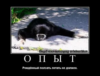 Ползать летать не может