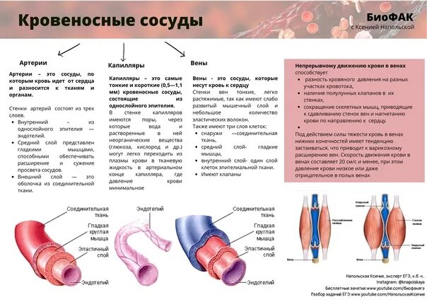 Строение сосудов артерий вен капилляров. Сосуды артерии вены капилляры. Строение кровеносных сосудов 8 класс биология артерии вены. Анатомия таблица артерии вены капилляры. Артерии и вены тест