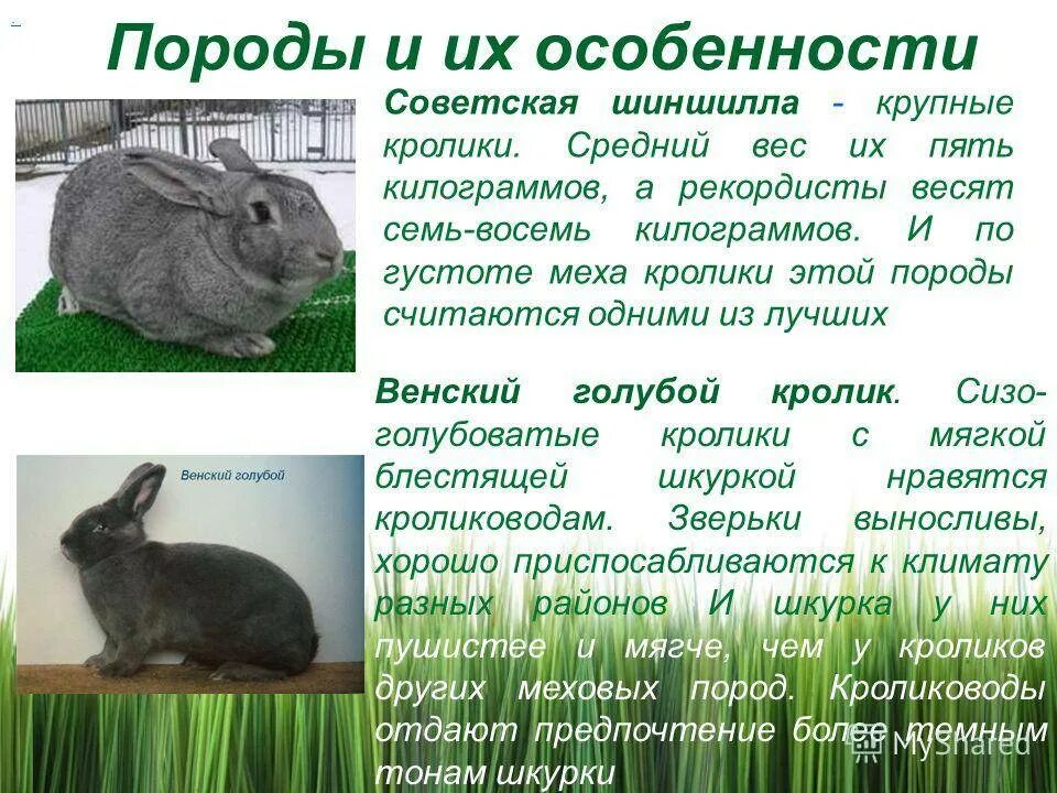 К каким животным относятся кролики. Советская шиншилла порода кроликов. Кролик шиншилла гигант. Советская шиншилла кролик характеристика. Европейская шиншилла кролики порода.