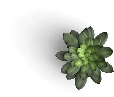 Top plant