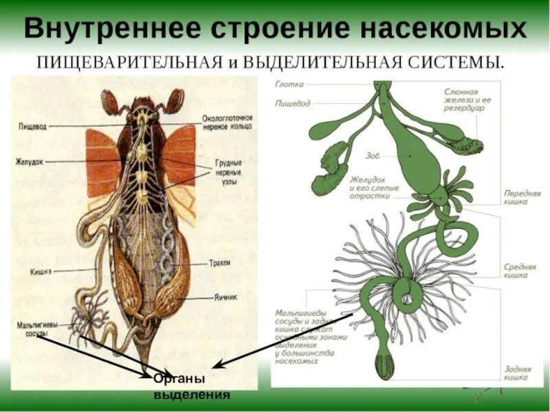 Тазовые почки у земноводных. Выделительная система насекомых 7 класс. Органы выделения майского жука. Внутреннее строение майского хруща. Выделительная система жука.