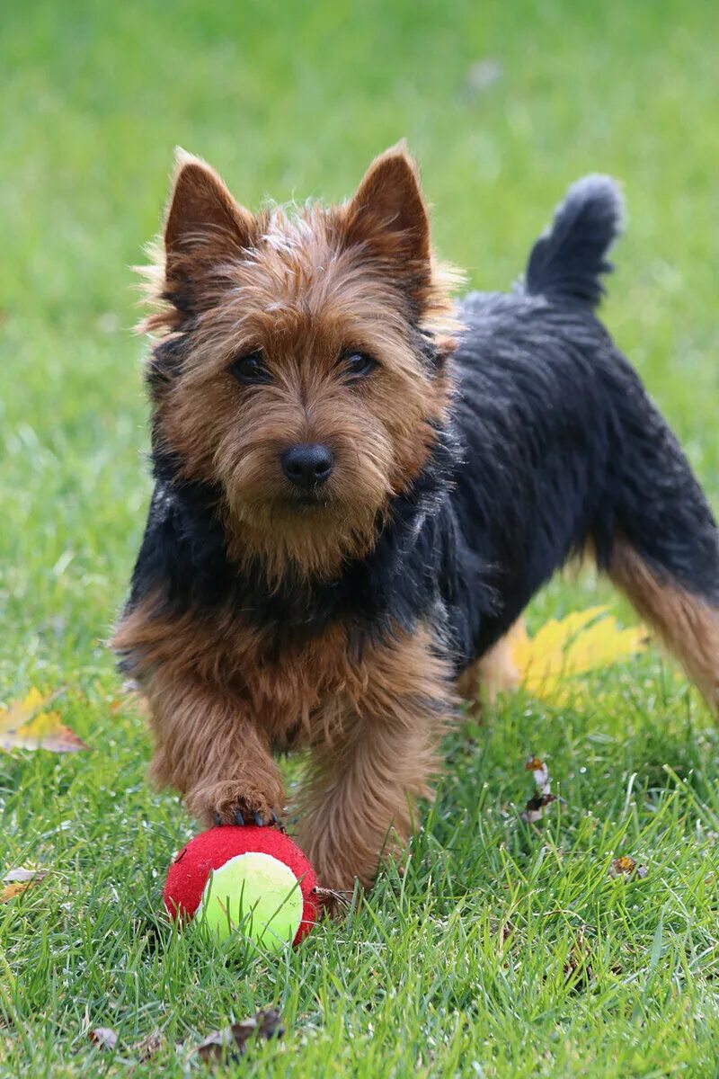 Порода терьеров разновидности собак фото 100 Cairn Terriers ideas cairn terrier, terrier, cairn
