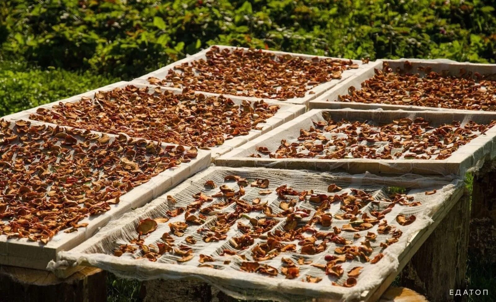 Сушку на солнце. Абрикосы в сушилке для фруктов. Вялят помидоры в италии. Солнечная сушилка для овощей. Сушка урюка в таджикистане.