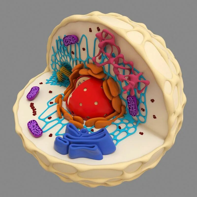 3D Animal Cell Model Project