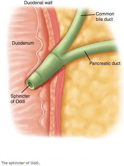 Одди желчного пузыря. Желчный пузырь сфинктер Одди. Фатеров сосочек и сфинктер Одди анатомия. Желчный пузырь сфинктер Одди анатомия. Поджелудочная железа сфинктер Одди.