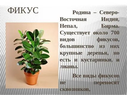 Фикуса слова