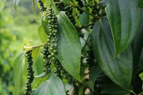 Black plants
