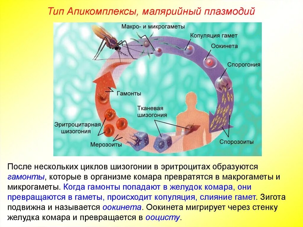 Можно ли считать человека окончательным хозяином малярийного