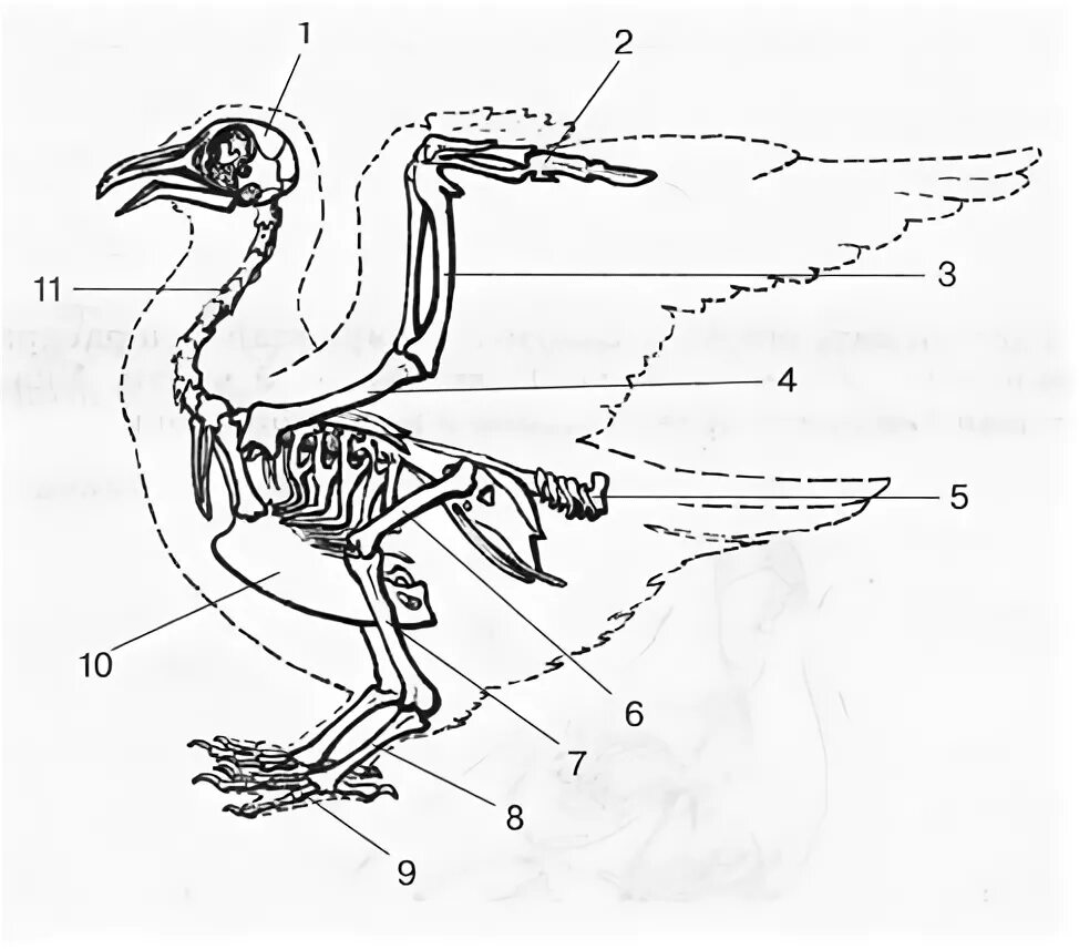 Скелет птицы биология 7 класс. Внутреннее строение птицы скелет. Скелет птицы биология 8 класс. Скелет голубя биология 7 класс.