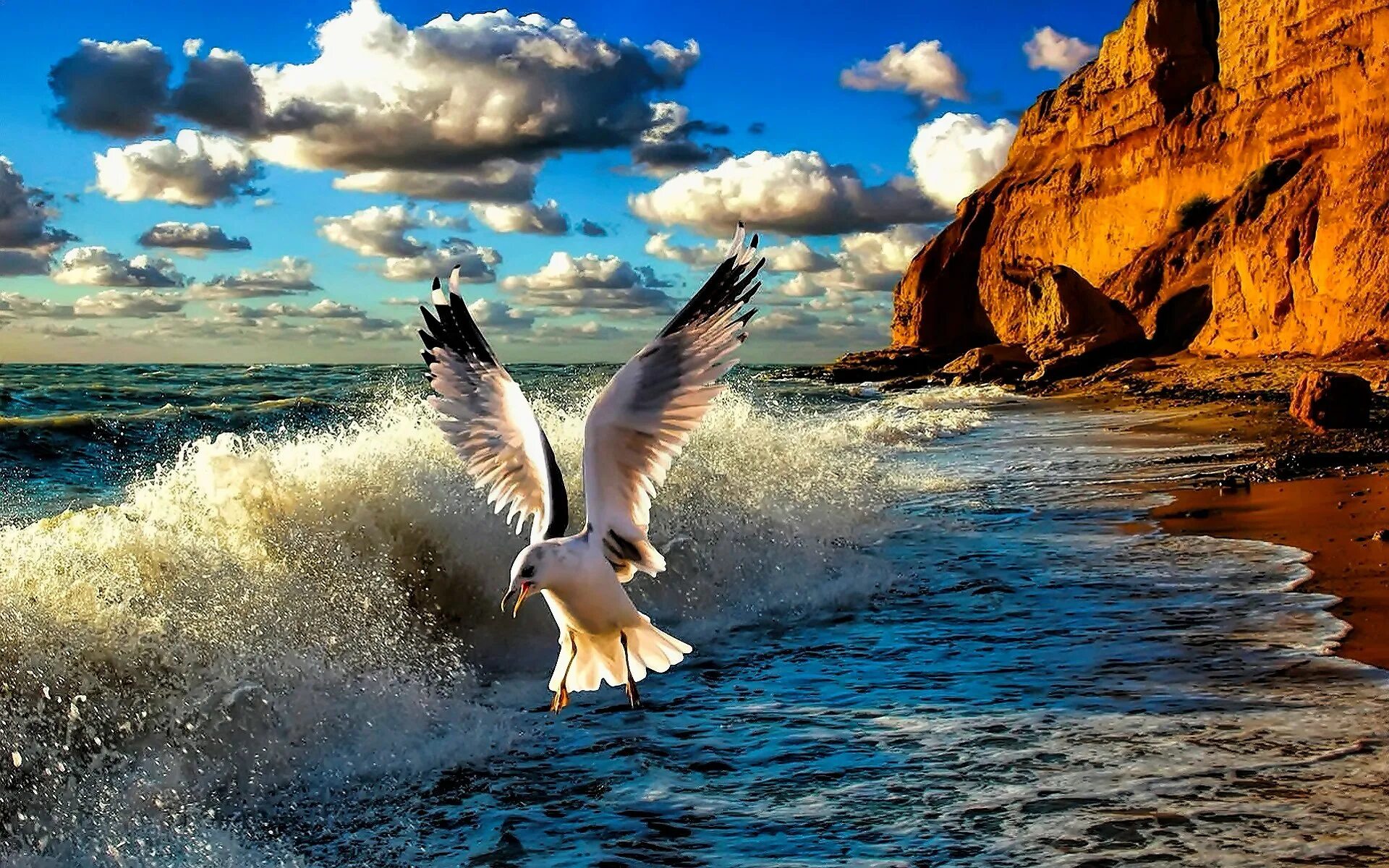 Крылатое море. Море, Чайки. Чайки над морем. Красивое море. Птицы над морем.