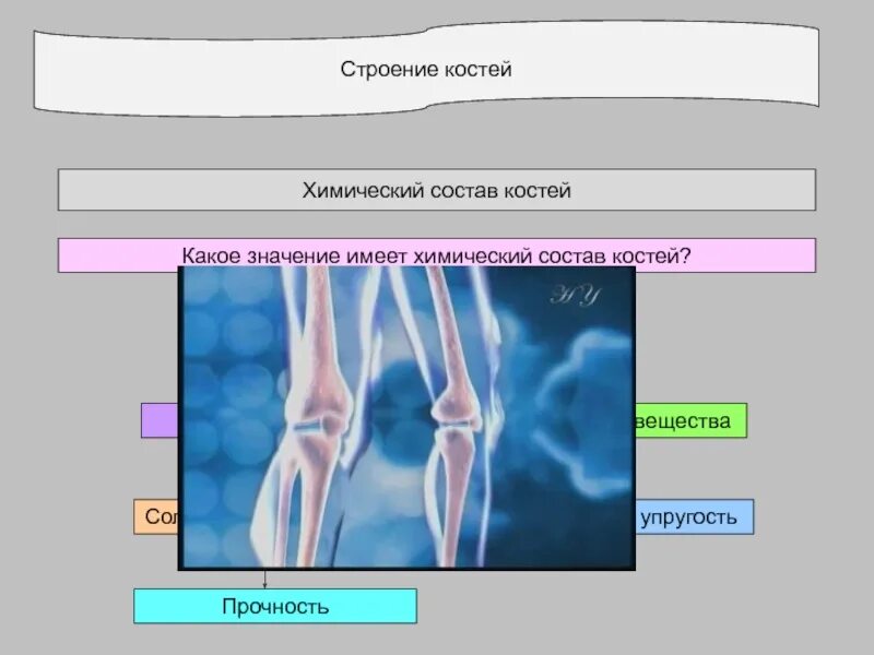 Внешнее и внутреннее строение трубчатой кости. В живом организме в состав кости входит. Схема строения кости биология 8 класс. Состав кости человека. Химический состав костей детей.