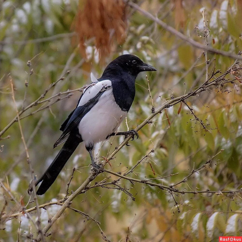 сорока от вороны. сорока фото. сорока белобока птица. сороки ищут. сорока обыкновенная.