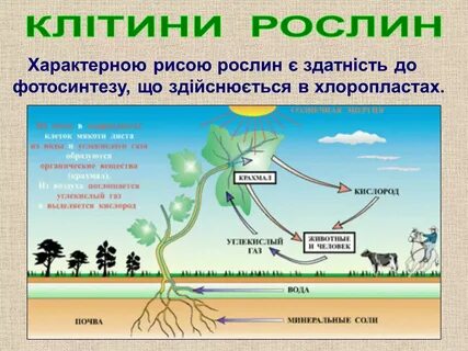 Газ выделяют зеленые растения