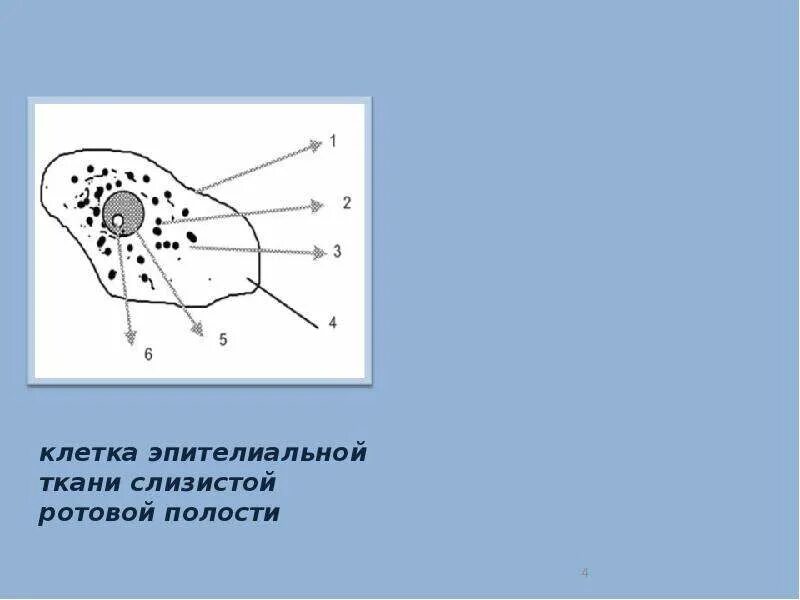 Клетки слизистой ротовой полости. Клетки слизистой полости рта человека. Клетки эпителиальной ткани ротовой полости. Строение клетки ротовой полости. Клетки слизистой полости рта