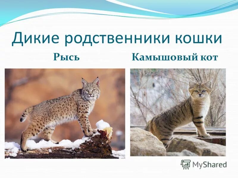 Ближайшее дикие родственники собак. Семейство кошачьих представители. Сородичи тигра семейство кошачьих. Дикие родственники. Дикие родственники.