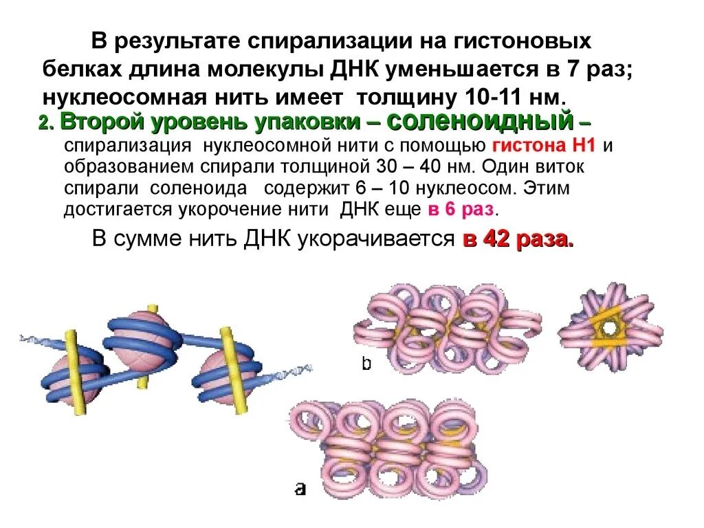 Удвоение центриолей спирализация хромосом. Соленоид ДНК. Соленоид биология. Структура упаковки ДНК. Уровни упаковки ДНК.