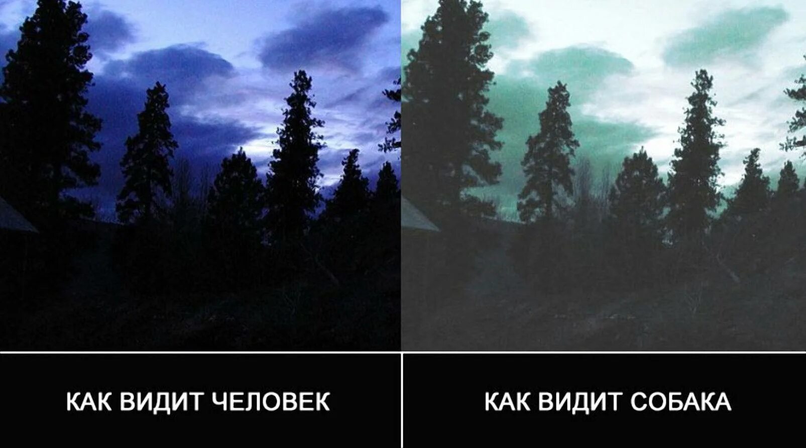 Видят ли другие. Каким цветом собаки видят мир. В каком цвете видят собаки окружающий мир. Как видят собаки наш мир. Как видят собаки цвета.