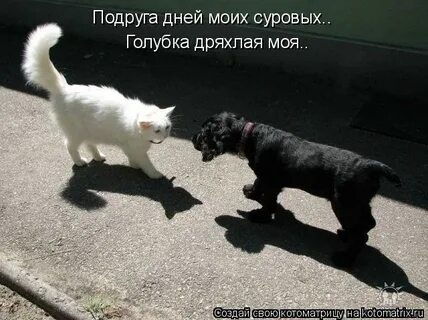 Суровый голубок