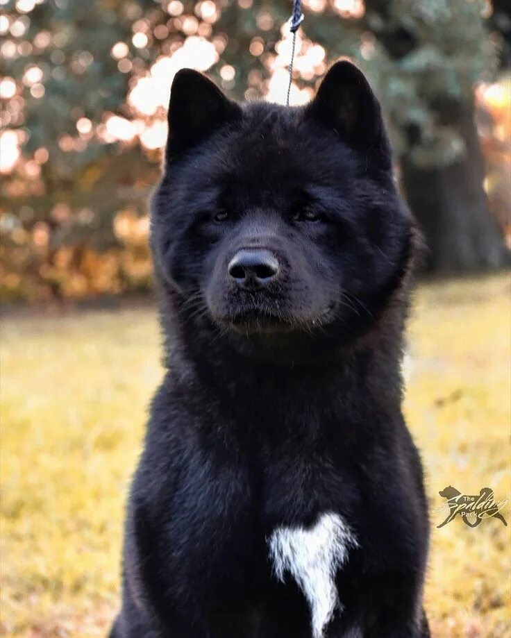 Studio shot of an adorable american Akita фотография Stock Adobe Stock