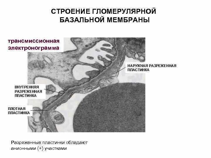 Строение базальной мембраны эпителия. Базальная мембрана коллаген 4 типа. Особенности базальных мембран. Строение базальной мембраны гистология. Особенности базальных мембран.
