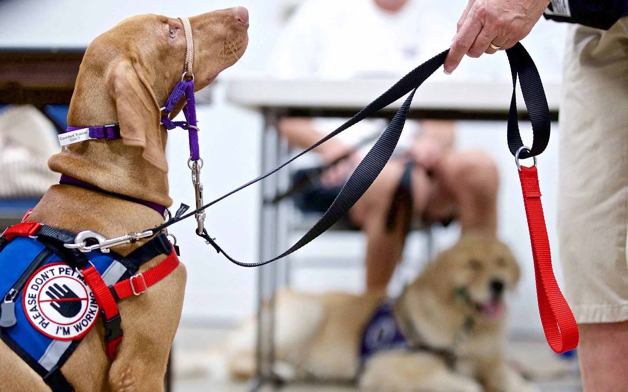 Support animals. Emotional support dog. service dog группа. service dog in training. harnesses and support.