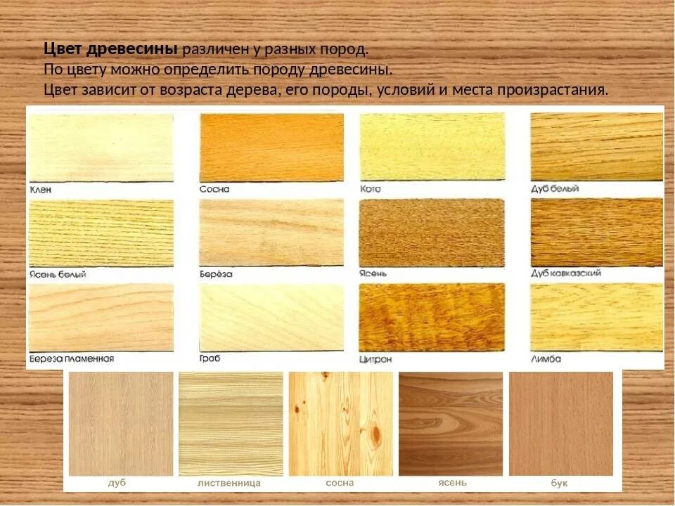 Таблица основных свойств древесины. Породы древесины. Структура разных пород дерева. Цвет древесины разных пород. Доминирующие древесные виды