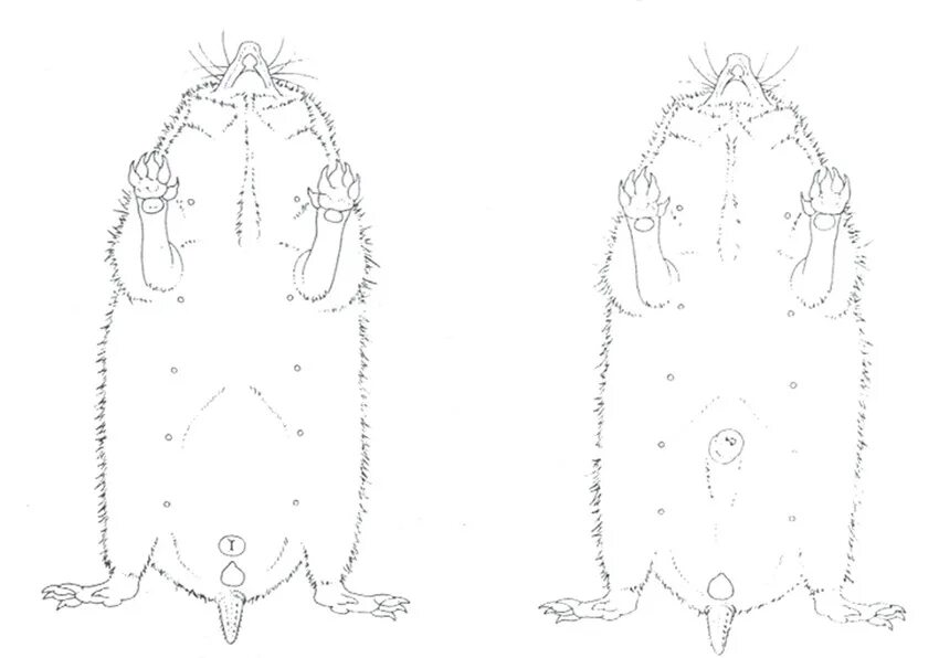 Отличие крысы самца от самки. Половой диморфизм у крыс. Самка и самец ежа.