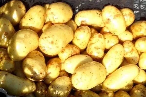 Картошка желтая фото Метеор Картофель раннеспелый. Плодово-ягодные луковицы, рассада и саженцы