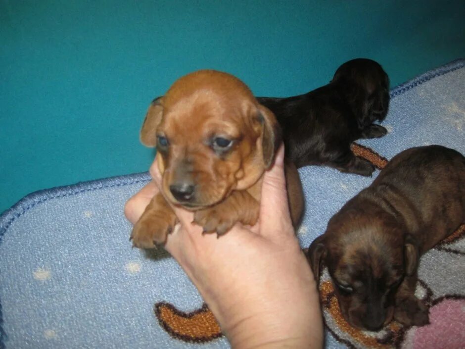 Pin by Rachel Best on Sophia and Paisley Funny dachshund, Dachshund lovers, Baby