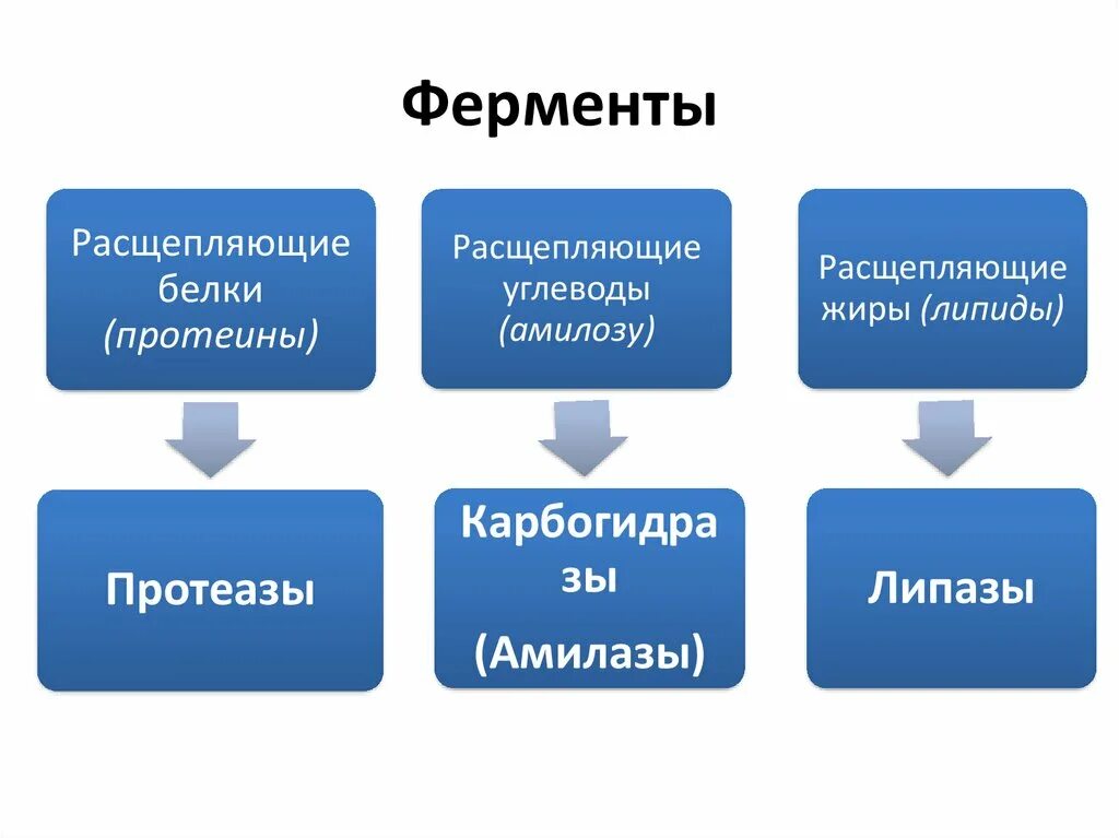 Жировые ферменты. Ферменты расщепляющие белки жиры углеводы. Ферментырасчепляющие белки. Ферменты рвсщеплчющий белки. Белки расщепляются ферментами.