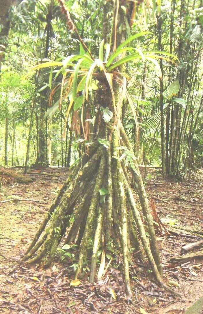Walking tree
