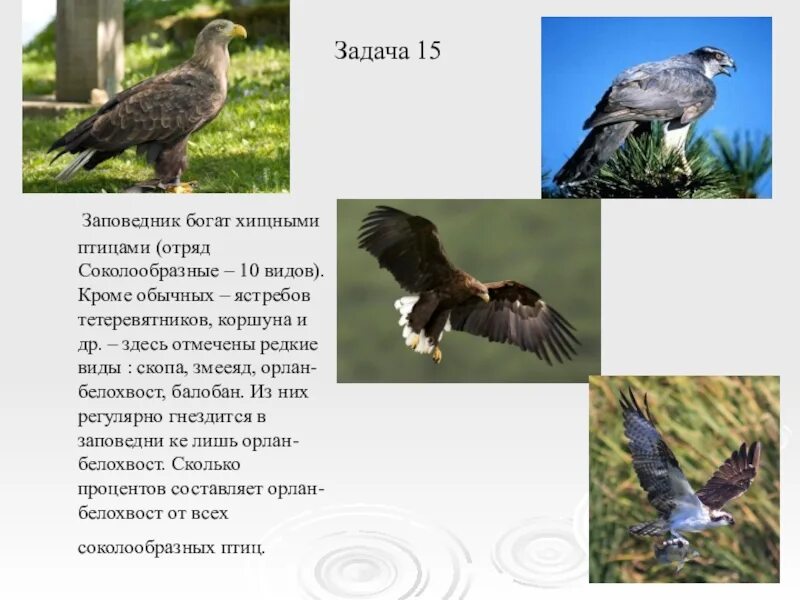 Окский заповедник кратко. Птицы окского заповедника. презентация на тему окский заповедник. окский заповедник рассказ.