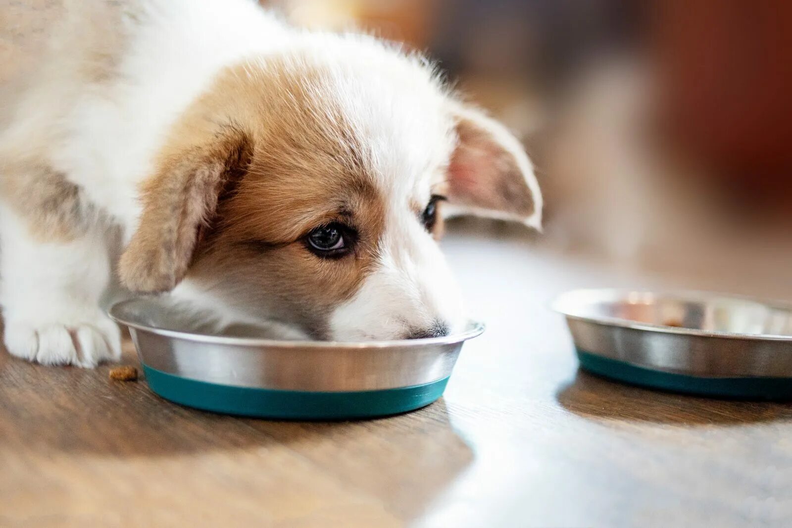 Feed your dog