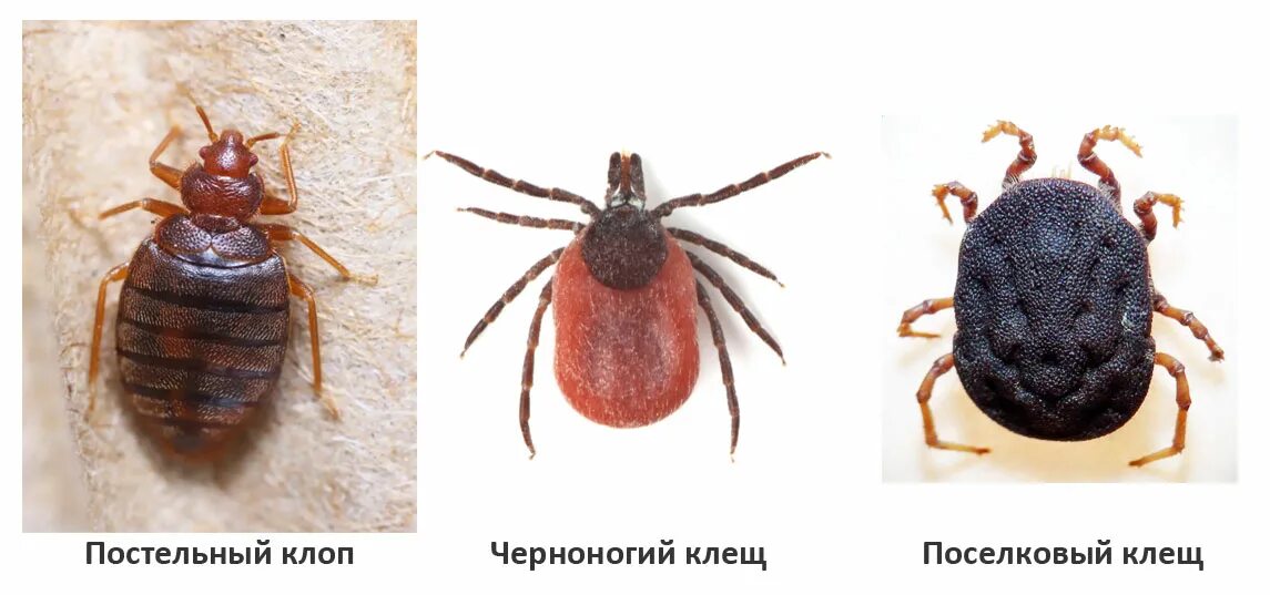Walking bloodsucker Bed bugs video Bed bugs, Bugs, Bee