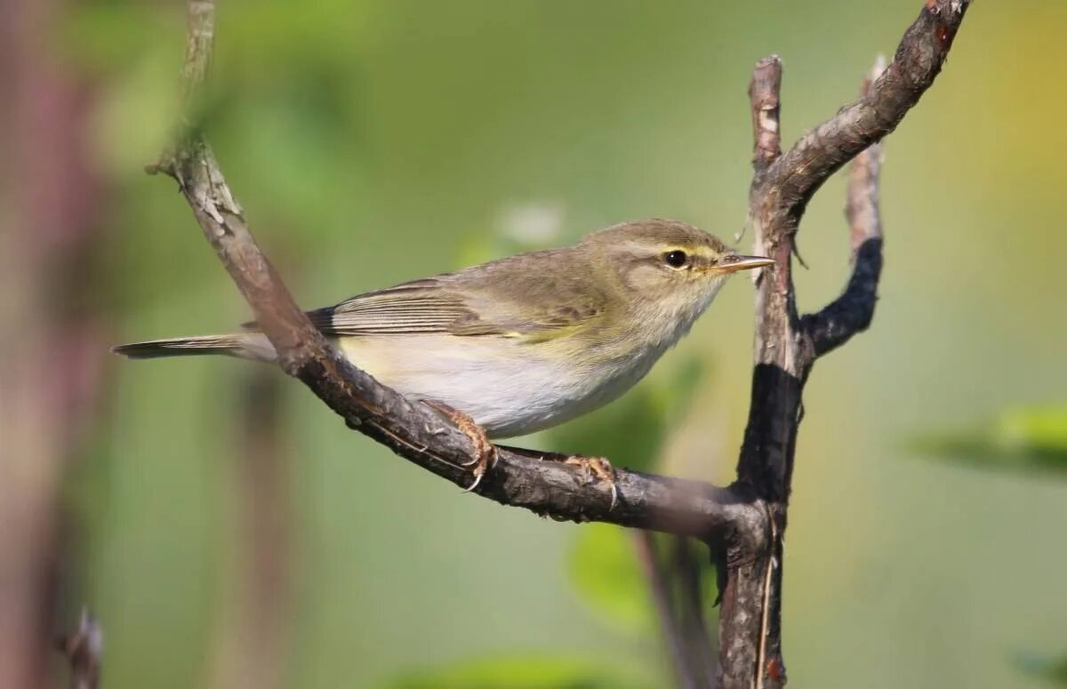 Пеночка-весничка (Phylloscopus trochilus). Пеночка весничка ареал. Пеночка-теньковка слеток. Пеночка птица гнездо. Весничка это