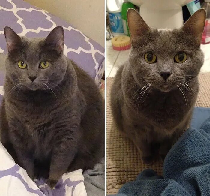 Котик худеет. Кот похудение. Кошка похудела. Исхудавшие коты. Кот худеет.