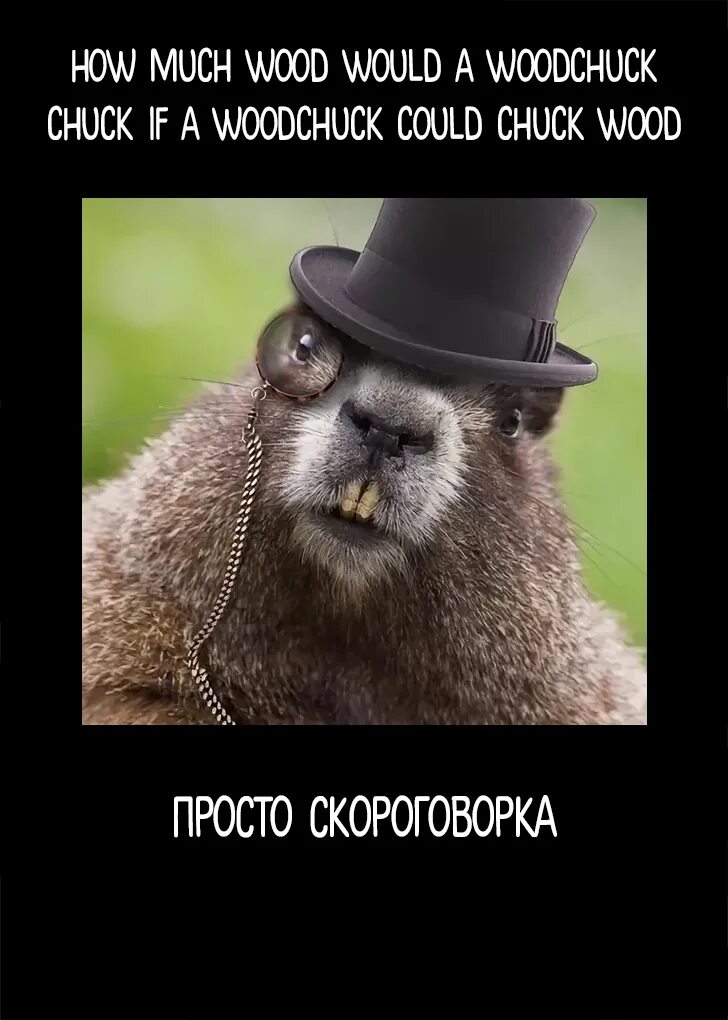 Вуд Чак. Woodchuck Chuck. How much would a Woodchuck Chuck. How much Wood would a Woodchuck Chuck скороговорка.