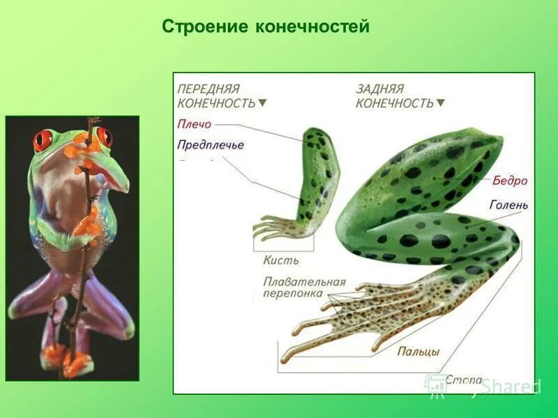 Строение задней конечности лягушки. Пятипалые конечности у земноводных. Особенности строения конечностей у земноводных. Пояс задних конечностей у земноводных 7 класс.