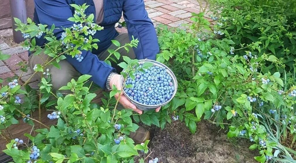 Когда начинает плодоносить голубика после посадки