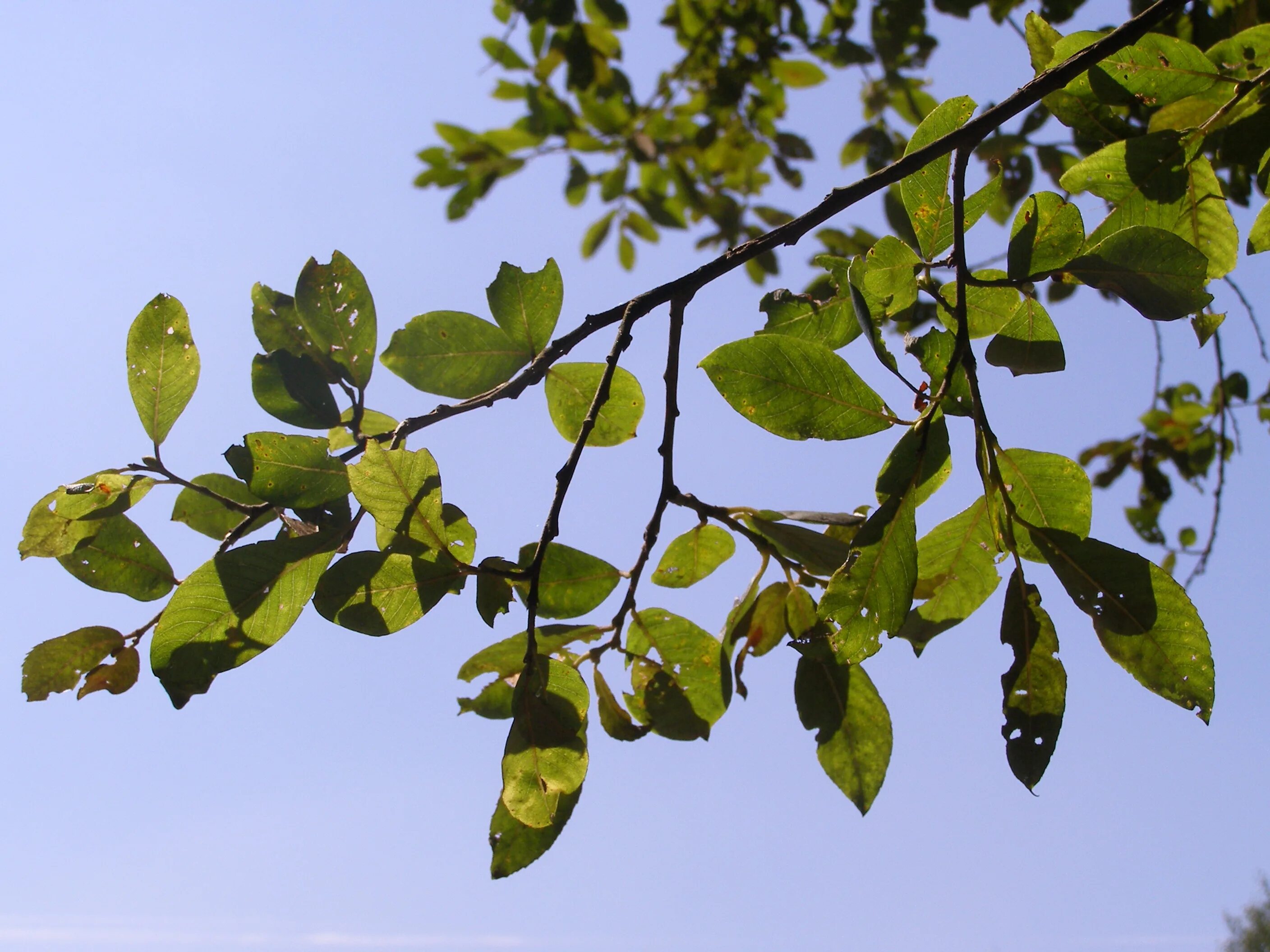 Вижу ветки вижу ветки 4. Salix atrocinerea. Веточка деревца с молодыми листочками. Branch. Фото маргеланской ветки.