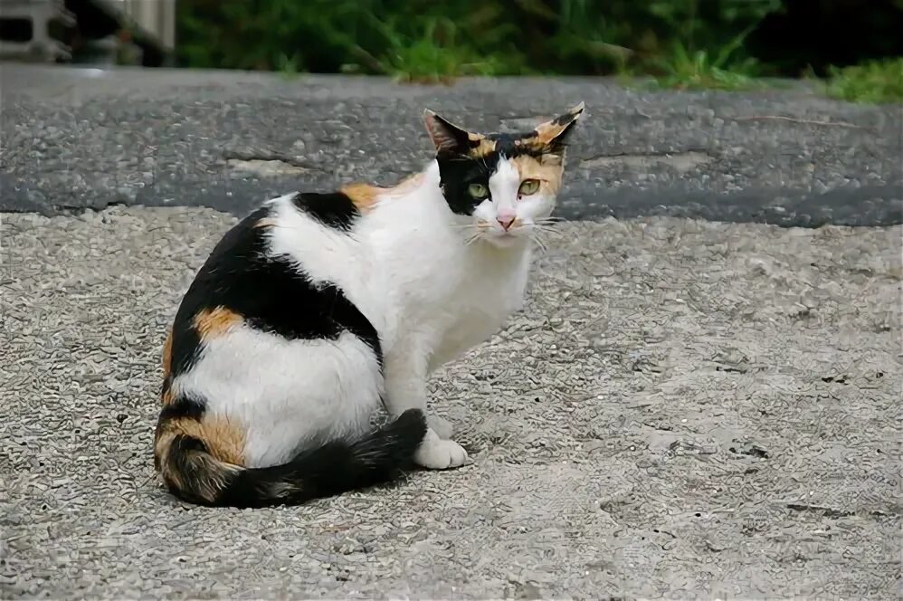 Кошки калико фото Are calico cats always female Can male cats be calicos, too Learn how calico c