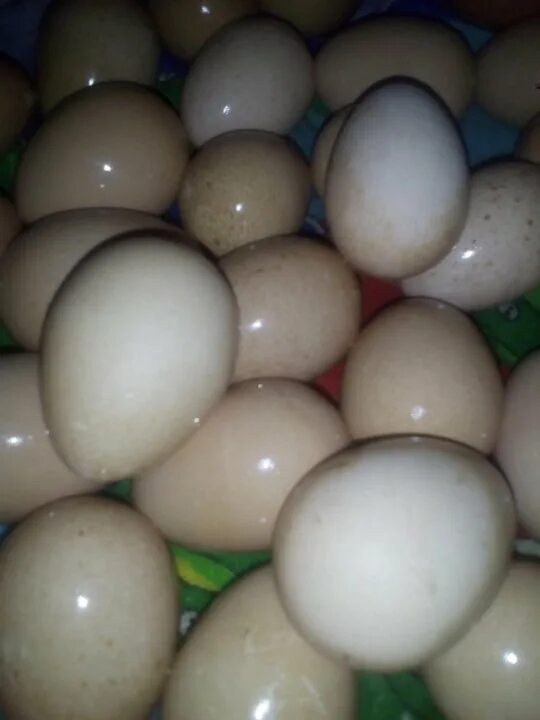 каким цветом яйцо куриное. цветные яйца куриные. цвет яиц. каким цветом яйцо куриное. доминанты с цветным яйцом.