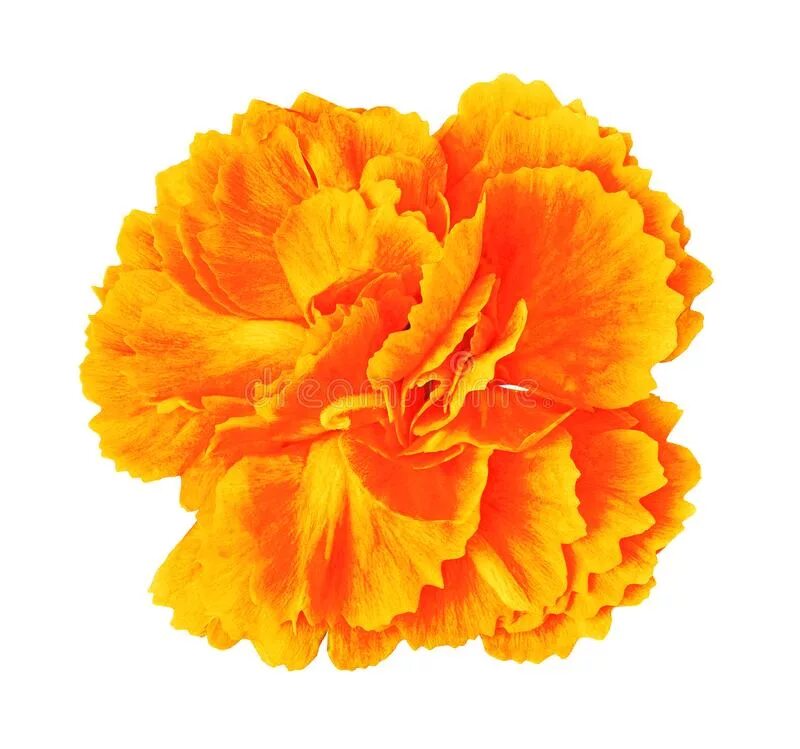 Оранжевые гвоздики. Диантус оранжево желтый. Гвоздика оранжевая. Гвоздика цветы оранжевые.