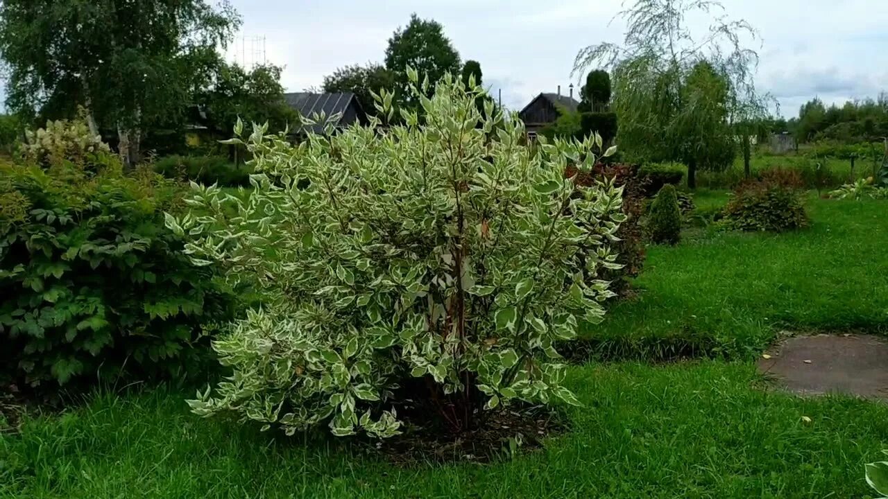 Дёрен белый Kesselringii. Дерен белый Кессельринги. Дерен Элегантиссима. Дерен белый Шпетти.